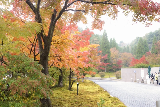 紅葉シーズンでした